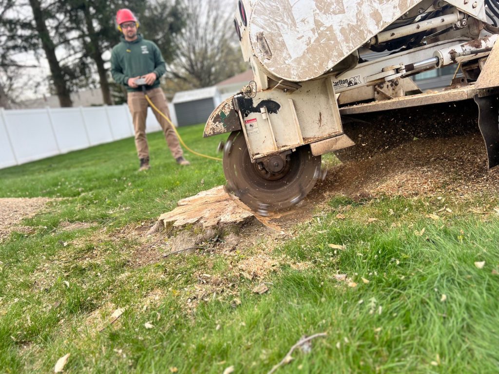 Is Stump Grinding Necessary? Here’s When It Matters