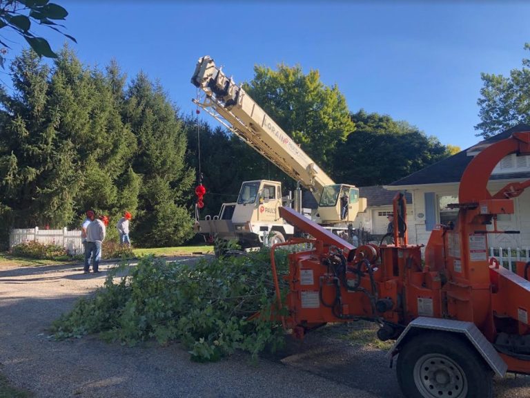 Why hire a Certified Arborist?