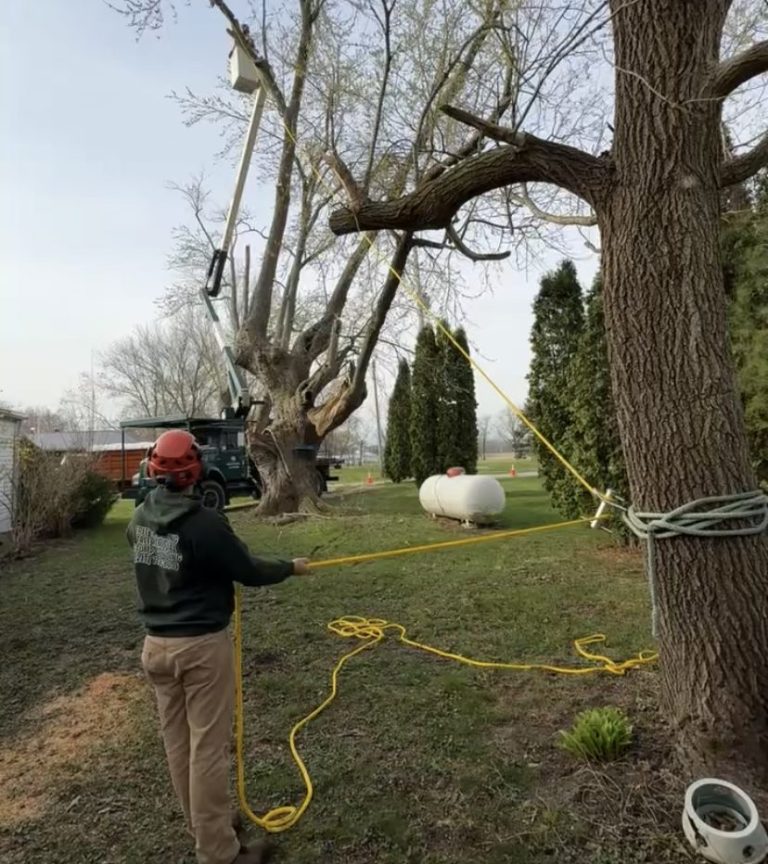 What a Certified Arborist Assessment Includes — And Why It’s Worth Getting One