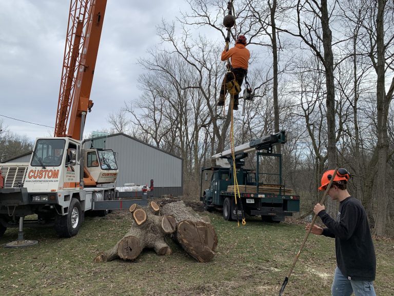 Tree Pruning in Central Illinois — Why It Matters More Than Most People Think