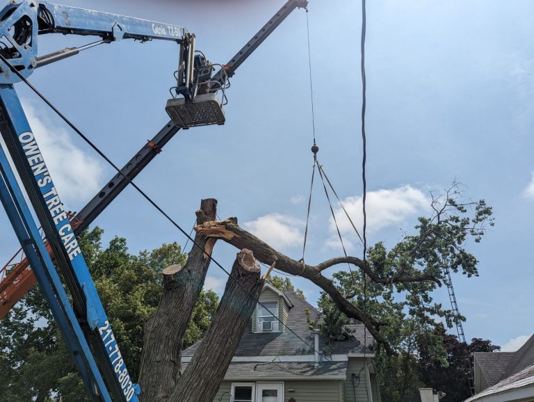 24/7 Emergency Tree Service in Central Illinois — What to Do When a Tree Comes Down