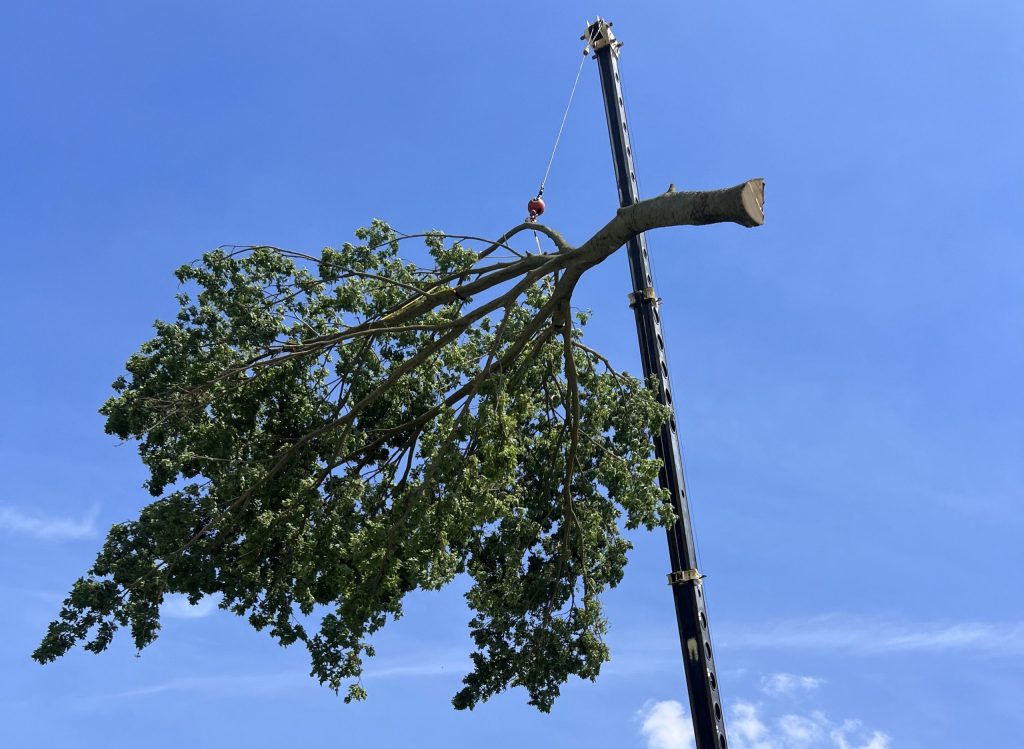 Tree Removal in Central Illinois — When Does a Tree Actually Need to Come Down?
