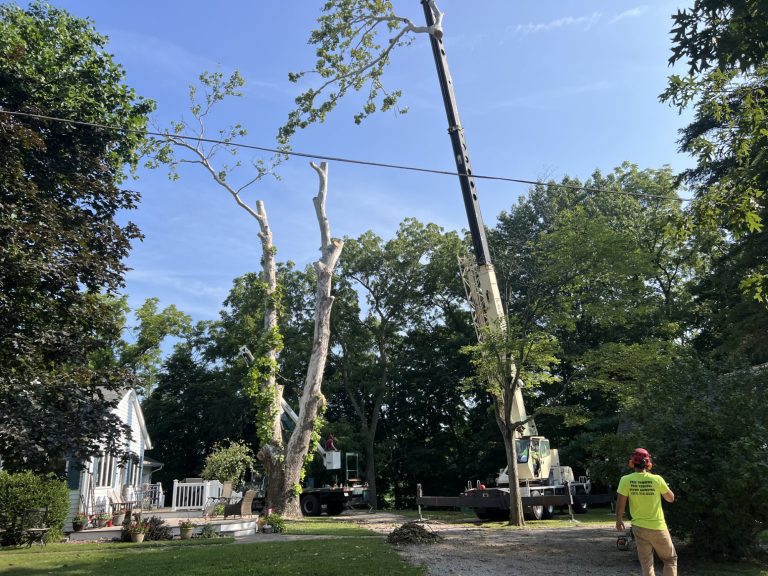 What Is an ISA Certified Arborist — And Why the Credential Actually Matters